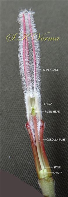  Flower V.S.-Stamens surrounding Pistil